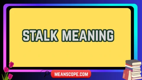 stalk meaning