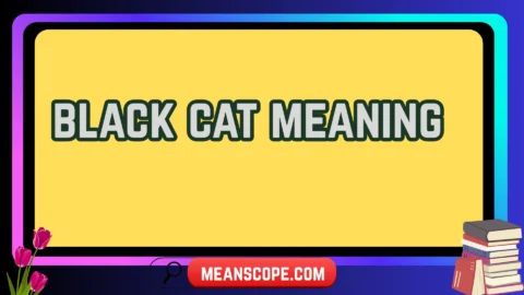 black cat meaning